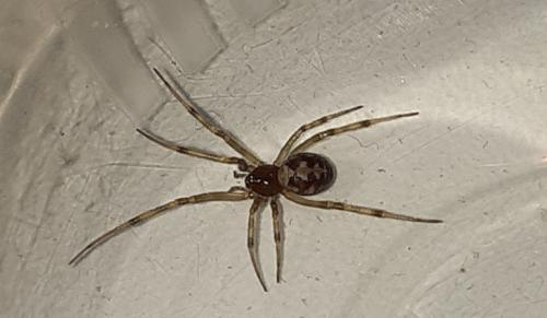 Réf. 351 906 : Steatoda triangulosa